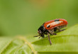 Foto: Clytra laeviuscula Clytra laeviuscula