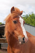 Photo: Pretty Welsh pony Pretty Welsh pony