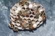 Wasps