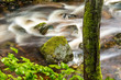 Waldbach im Nationalpark Harz