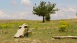 Cross lost in wilderness ...