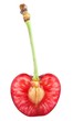 Photo: sweet cherry with petiole sweet cherry with petiole