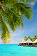 Coconut palm tree leaves over ocean with bungalows