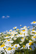 Crazy daisy's