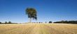 Lone tree in dry landscape.