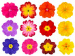 Collection of Colorful Primroses Isolated on White