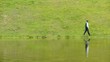 child throws a stone in the pond