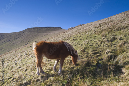 Photo: Wild horses and mountain scenic. Wild horses and mountain scenic.