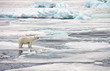 Polar bear in natural environment
