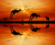 kangaroos at sunset