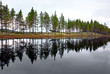 scandinavian lake with conifers