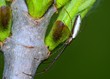 Long-jawed Orb Weaver Spider Long-jawed Orb Weaver Spider