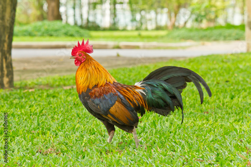 Photo: Cockfight Cockfight
