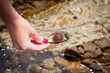 Sea urchin in shell