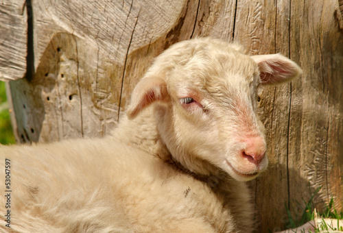 Photo: AGNEAU AGNEAU