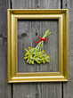 medical herbs cowslip bunch on wall in picture frame