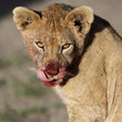 Lion cub after eating meat