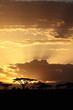 African sunset with acacia