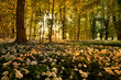 wild garlic