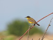 Yellow Wagtail, Motacilla flava
