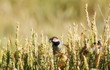 House Sparrow in field wheat background
