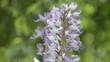 Video: Knabenkraut heimische Orchidee Knabenkraut heimische Orchidee
