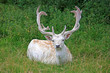 Fallow Deer