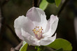 Fleur de cognassier