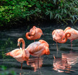 Fenicotteri rossi - Phoenicopterus ruber