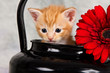 Kitten in black kettle