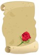 pergamena con rosa