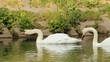 Swans in the park 