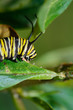 Larva matura di farfalla Monarca - Danaus plexippus