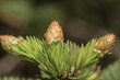 Branch of a pine in the spring