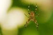 Kreuzspinne