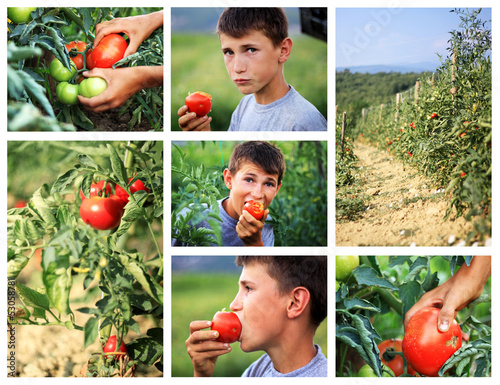 Photo: Tomaten in der Landwirtschaft Tomaten in der Landwirtschaft