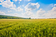 Beautiful landscape with cornfield and trees in Tuscany, Italy