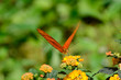 Farfalla Dryas iulia