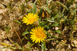Wild daisy