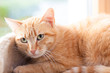 Ginger Tabby cat
