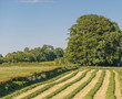 newly mown grass