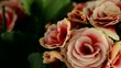 Pink begonia plant