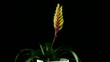 Yellow Bromelia plant