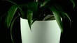 Yellow Bromelia plant