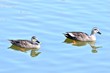 つがいのカルガモ