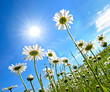 Der Sonne entgegen: Margeriten