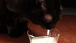 black  cat  drinking  milk