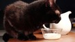 cat  drinking  milk