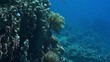 Coral and fish in the Red Sea, Egypt