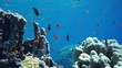 Coral and fish in the Red Sea, Egypt
